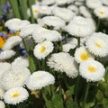 White Bellis perennis daisies bloom