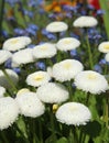 White Bellis perennis daisies bloom