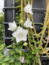 White bells on the background of a plastic container with water. Plastic barrel for watering. Royalty Free Stock Photo