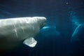 White Beluga Whale Royalty Free Stock Photo