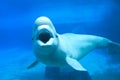 Beluga whale Royalty Free Stock Photo