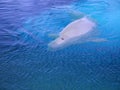 A white Beluga whale showing his top side Royalty Free Stock Photo