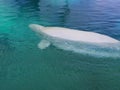 A white Beluga whale swimming Royalty Free Stock Photo