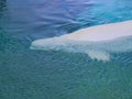 A white Beluga whale swimming Royalty Free Stock Photo