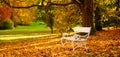 White bench and autumn leaves in a park