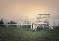 White bench in foggy morning Royalty Free Stock Photo