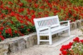 White bench in a red rose garden Royalty Free Stock Photo