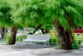 White bench in shade of tamarix pentandra green tree outside in the park of San Sebastian, Basque country. Royalty Free Stock Photo