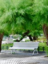 White bench in shade of tamarix pentandra green tree outside in the park of San Sebastian, Basque country, Spain. Vertical photo Royalty Free Stock Photo