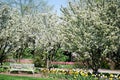 A white bench sitting under flowering trees in the spring at Lilacia Park in Lombard, Illinois.