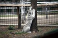 White bengal baby tiger Royalty Free Stock Photo