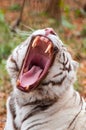 White Bengal Tiger Royalty Free Stock Photo