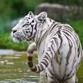 White Bengal Tiger