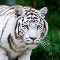 White Bengal Tiger