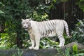 White Bengal Tiger