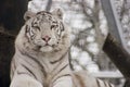 White Bengal Tiger Royalty Free Stock Photo