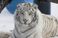 White Bengal Tiger