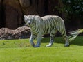 White Bengal Tiger albino is looking at you Royalty Free Stock Photo