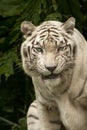 White Bengal Tiger as it makes an intense stare. Closeup Isolated on a Background. Head portrait. Royalty Free Stock Photo