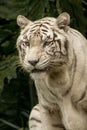 White Bengal Tiger as it makes an intense stare. Closeup Isolated on a Background. Head portrait. Royalty Free Stock Photo