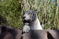 White Bengal Tiger Royalty Free Stock Photo