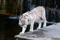 White Bengal tiger in captivity walking through its enclosure towards