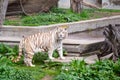 White bengal tiger in captivity