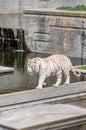 White bengal tiger in captivity Royalty Free Stock Photo