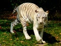 White Bengal Tiger in Chiang Mai Zoo