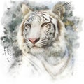 White bengal tiger.