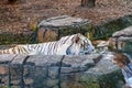 White Bengal Tiger Cooling Off in Creek Royalty Free Stock Photo