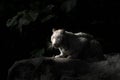 White bengal tiger