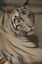 White Bengal Tiger at Downtown Aquarium, in Houston, Texas