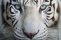 White bengal tiger. Free wild tiger, macro. Proud look. Strength and power of wild beast. Noble proud animal. Symbol of