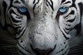 White bengal tiger. Free wild tiger, macro. The gaze of bright blue eyes. Strength and power of wild beast. Noble proud