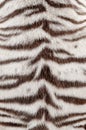 White bengal tiger fur