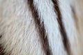 White bengal tiger fur