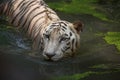 White Bengal Tiger half submerged in swamp water at Sunderban National Park