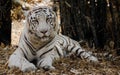 The white bengal tiger Royalty Free Stock Photo