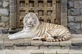 White Bengal tiger looking at the camera Royalty Free Stock Photo