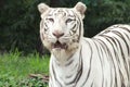 White Bengal tiger looking hungry