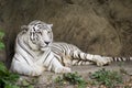 White bengal tiger lying