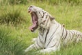 White bengal tiger Royalty Free Stock Photo