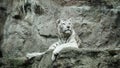 The white bengal tiger sits proudly on the stone