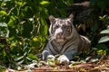 White Bengal tiger panthera tigris tigris in their natural habitat