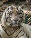 White Bengal tiger (Panthera tigris tigris) with blue eyes staring at camera