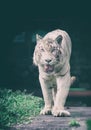 White Bengal Tiger Walking towards the Viewer Royalty Free Stock Photo