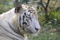 White Bengal Tiger Royalty Free Stock Photo