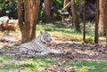 White tiger relaxing in nature Royalty Free Stock Photo