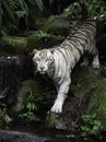 White Bengal tiger on river bank